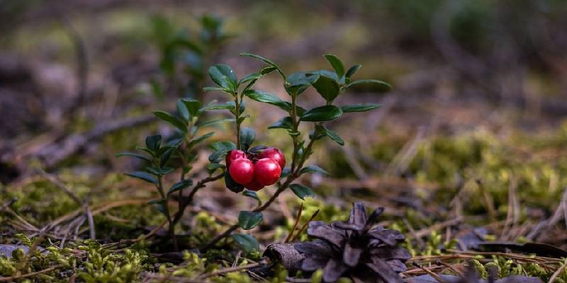 Gydomasis derinys šlapimo sistemos sveikatai.
